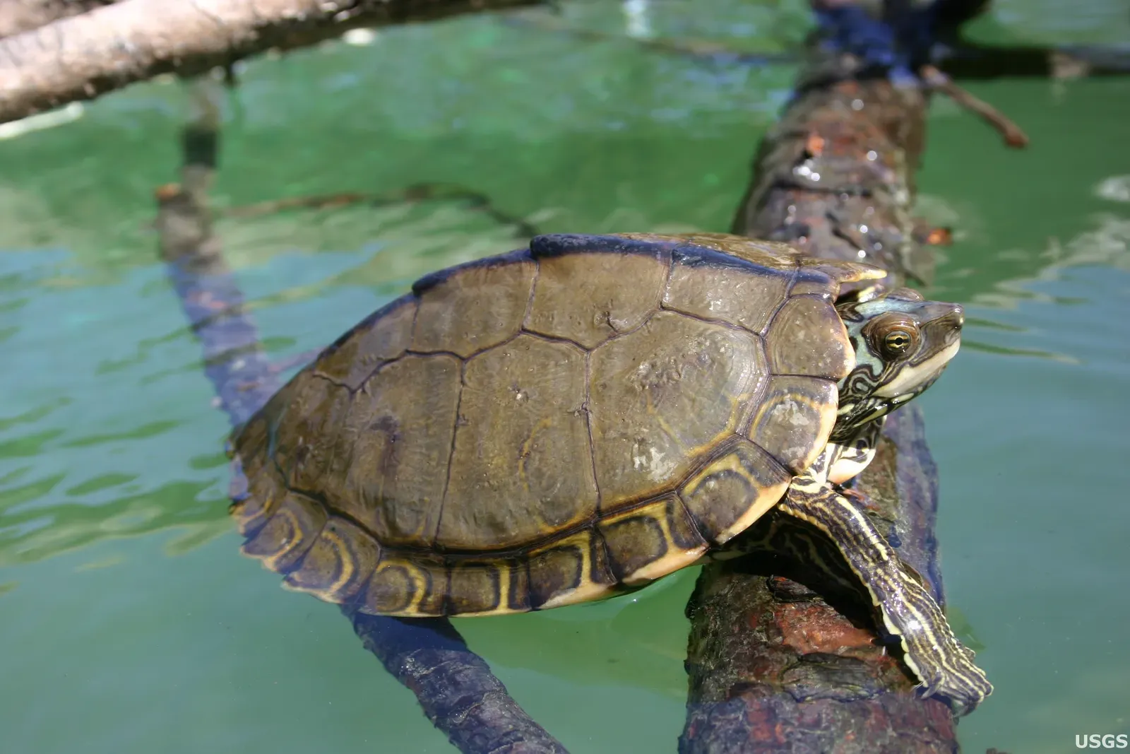 The Pearl River Map Turtle (Image Credits: Wikimedia)