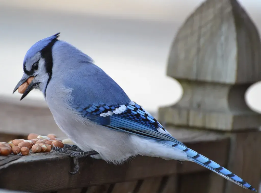 Conclusion: Your Feathers Tell a Story (DaPuglet, Flickr, CC BY-SA 2.0)