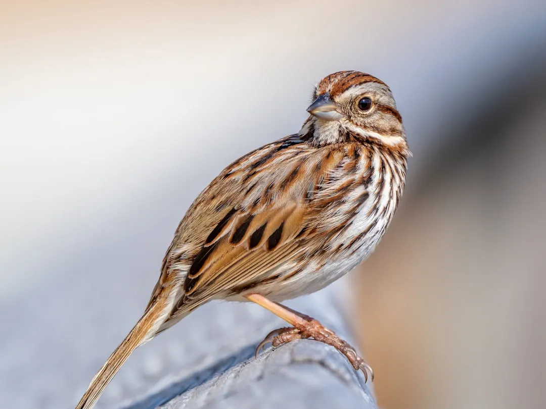 Song Sparrow: Quiet Garden Residents With Sharp Mental Maps (Image Credits: Unsplash)