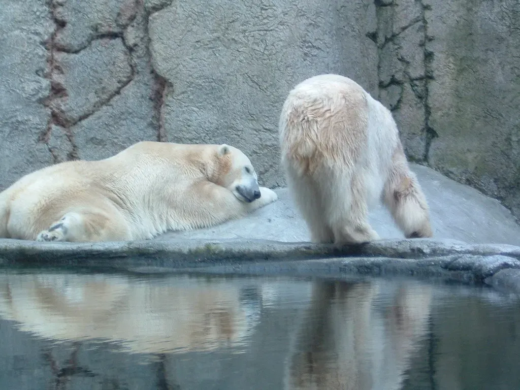 7. They Don't Truly Hibernate (jumpyjodes, Flickr, CC BY 2.0)