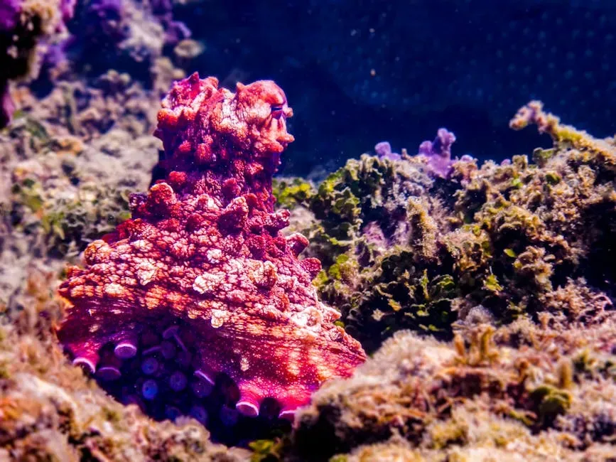 The Octopus: Nine Brains and Zero Answers (Image Credits: Pexels)