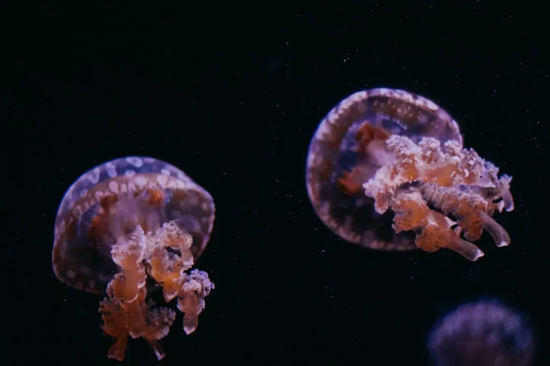 Ocean Compounds That Could Extend Human Life (Image Credits: Unsplash)