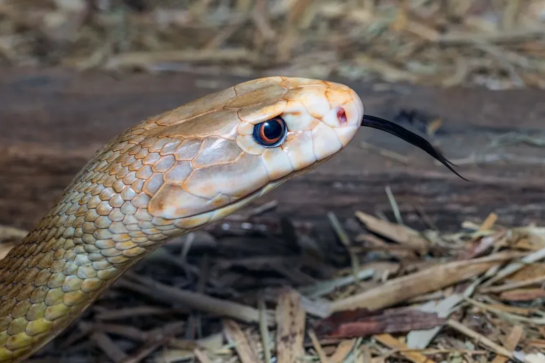 North Carolina: Unexpected Venom Haven (Image Credits: Unsplash)