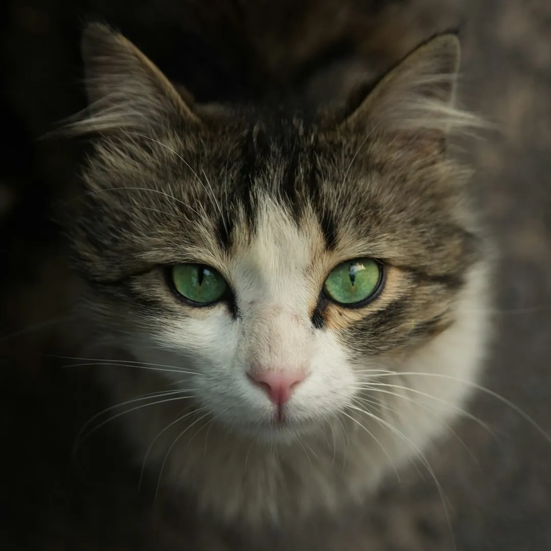 #2 - The "Old Cat Smell" Nobody Wants to Mention (Image Credits: Unsplash)