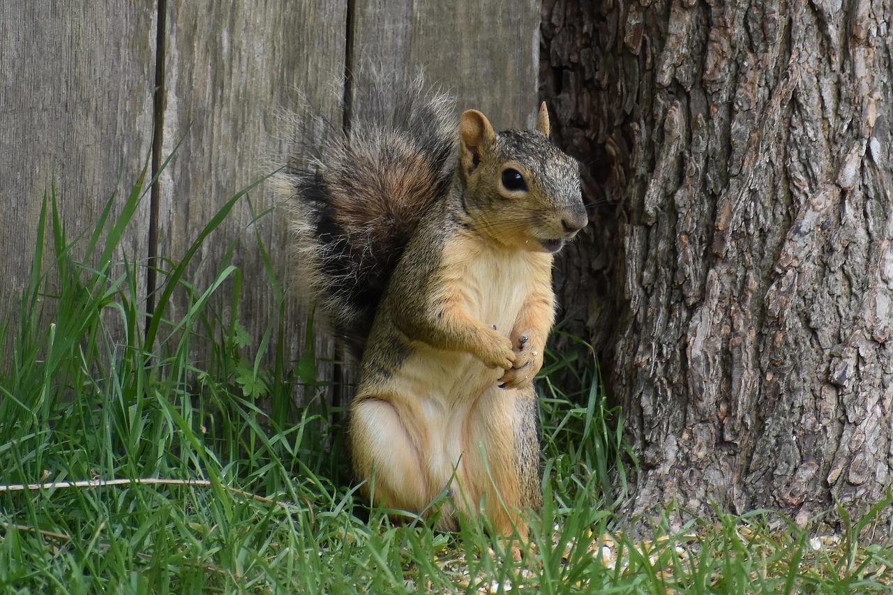 Ground Squirrels: The Persistent Seed Thieves (Image Credits: Pixabay)