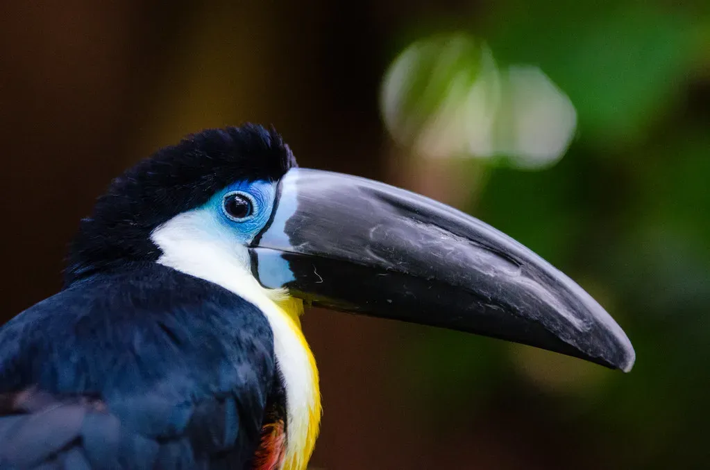 Conclusion: South America's Living Palette (Image Credits: Flickr)