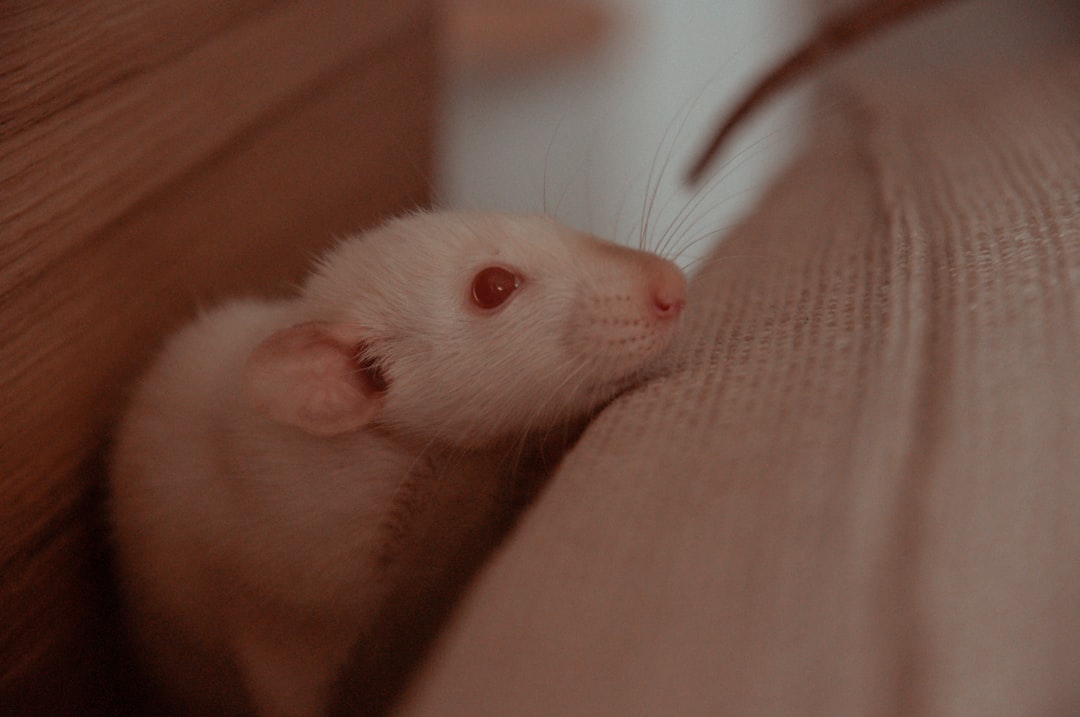 Rats Choose Compassion Over Chocolate (Image Credits: Unsplash)