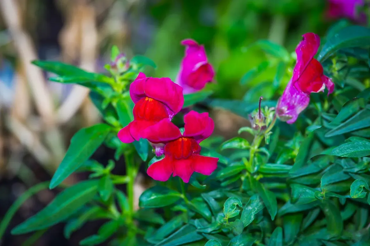 #13. Snapdragons (Image Credits: Pixabay)