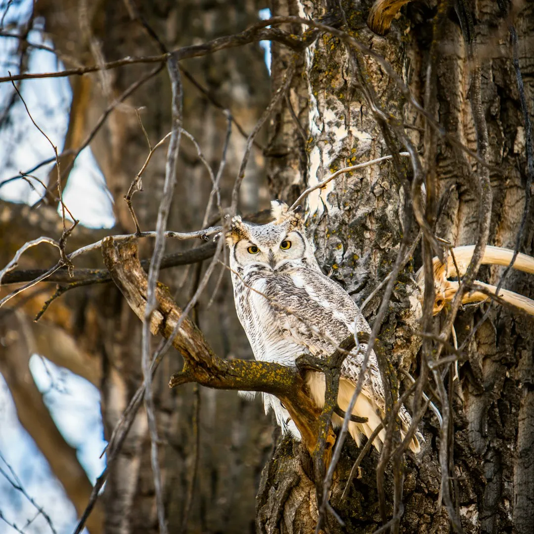 #3 Dead Wood, Rich Food: How Snags Boost the Owl Menu (Image Credits: Unsplash)