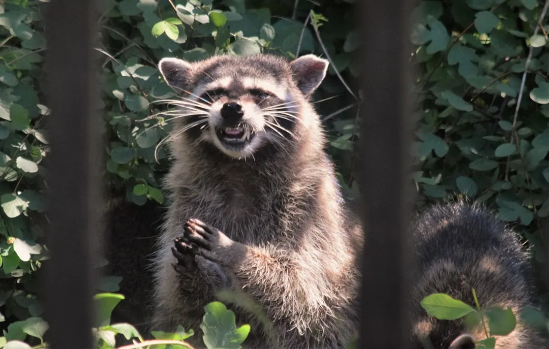 8. Screeching or Screaming (Image Credits: Unsplash)