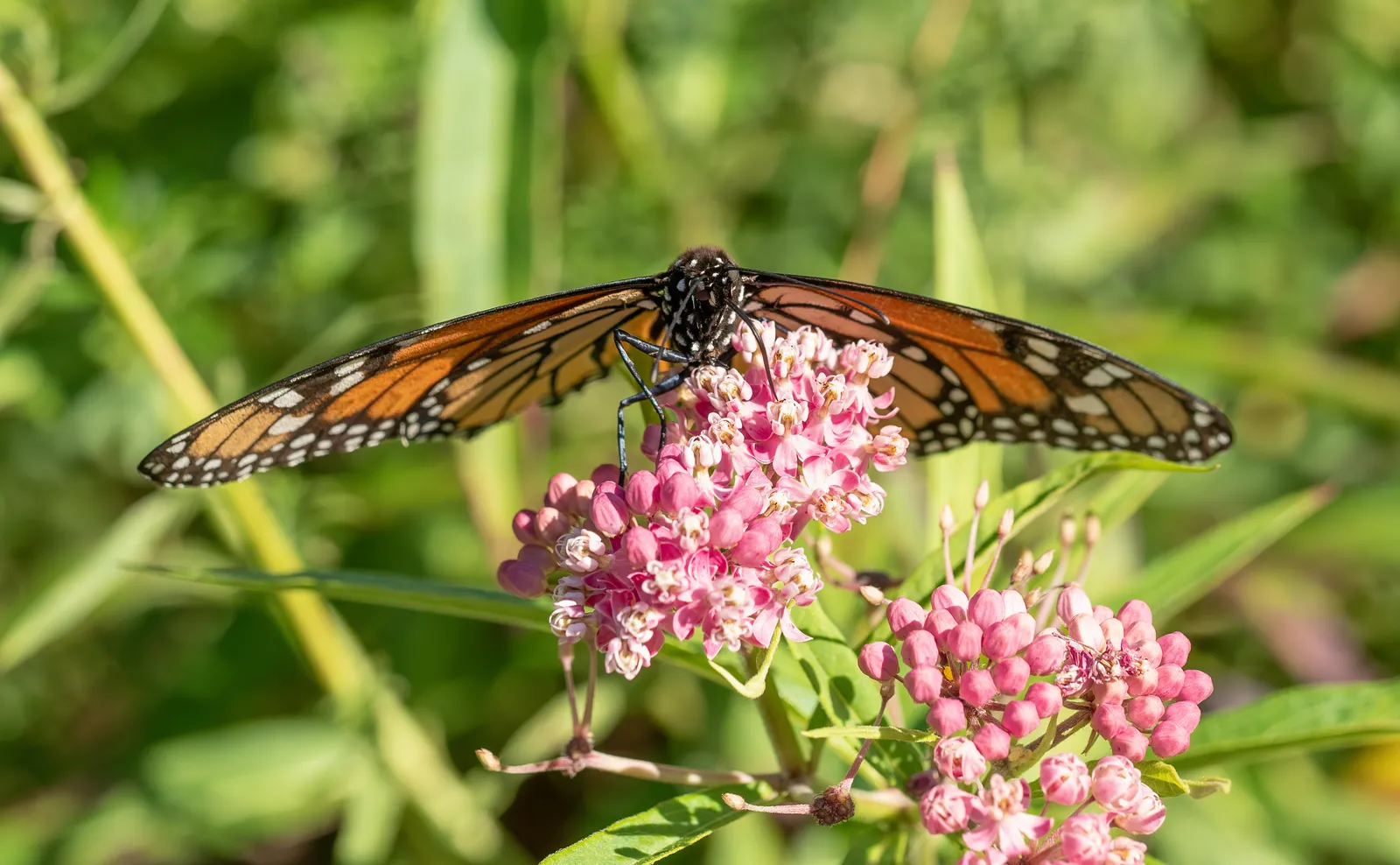 #2 - Milkweed: The Monarch Essential That Survives Anything (By Rhododendrites, CC BY-SA 4.0)