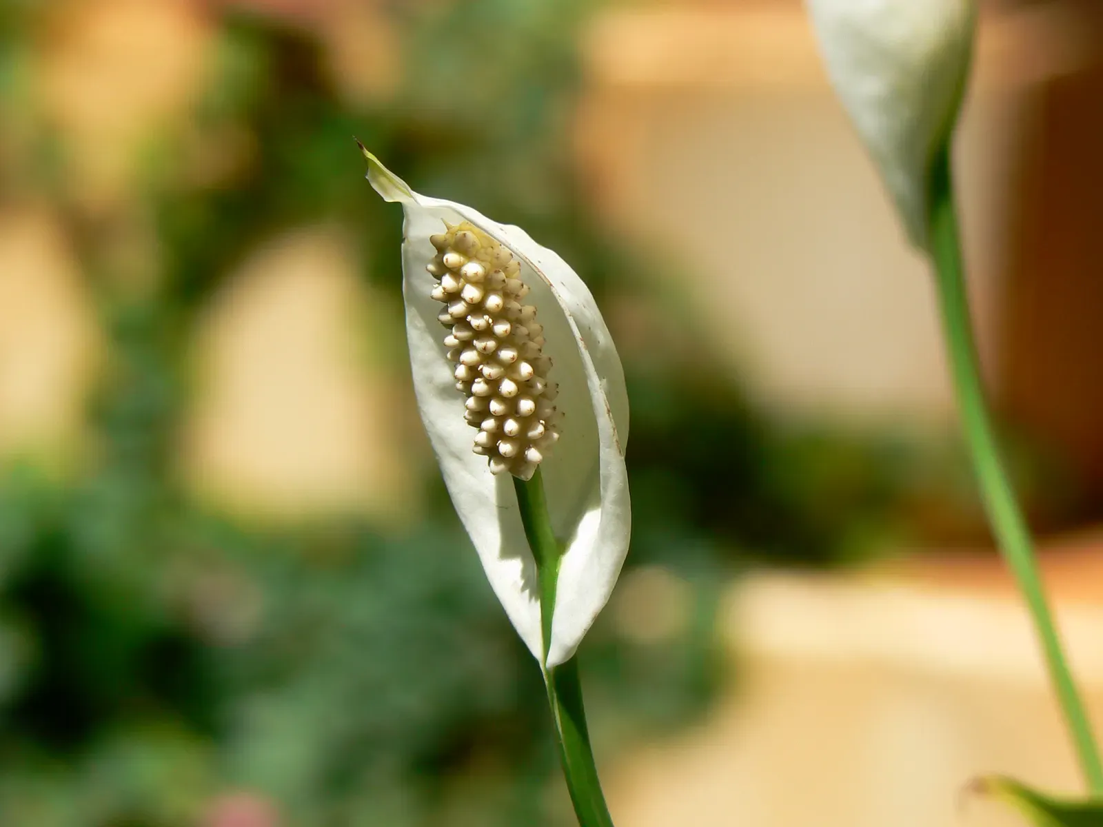 What to Do When You Spot the Warning Signs (Spathiphyllum wallisii, CC BY-SA 2.0)