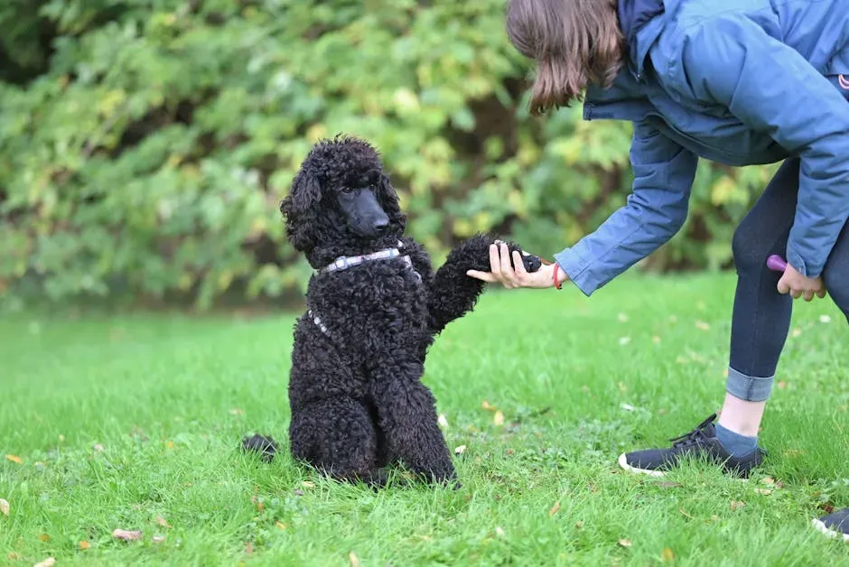 #7: The Poodle - The Surprising Dark Horse (Image Credits: Pexels)