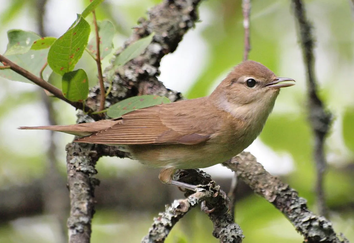 #9 - Garden Warblers Are Living Up to Their Name Faster Than Ever (By Biillyboy, CC BY 2.0)