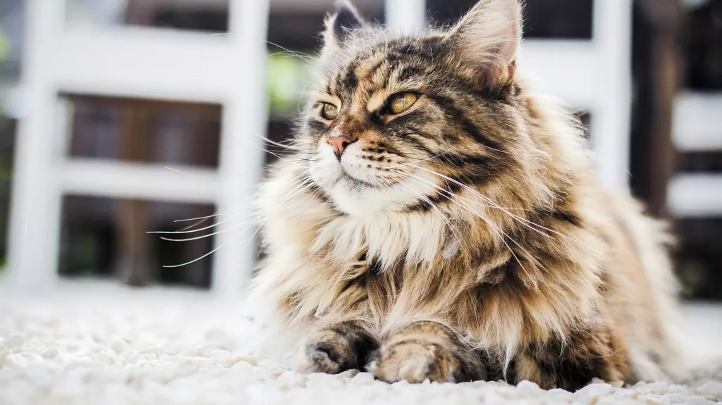 #12 Pisces – The Persian: Dreamy, Sensitive, and Built for Soft Worlds (Image Credits: Rawpixel)