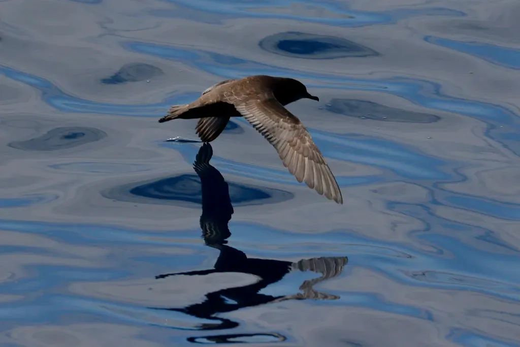 10. Short-Tailed Shearwater: Australia's Ocean Wanderer (blachswan, Flickr, CC BY 2.0)
