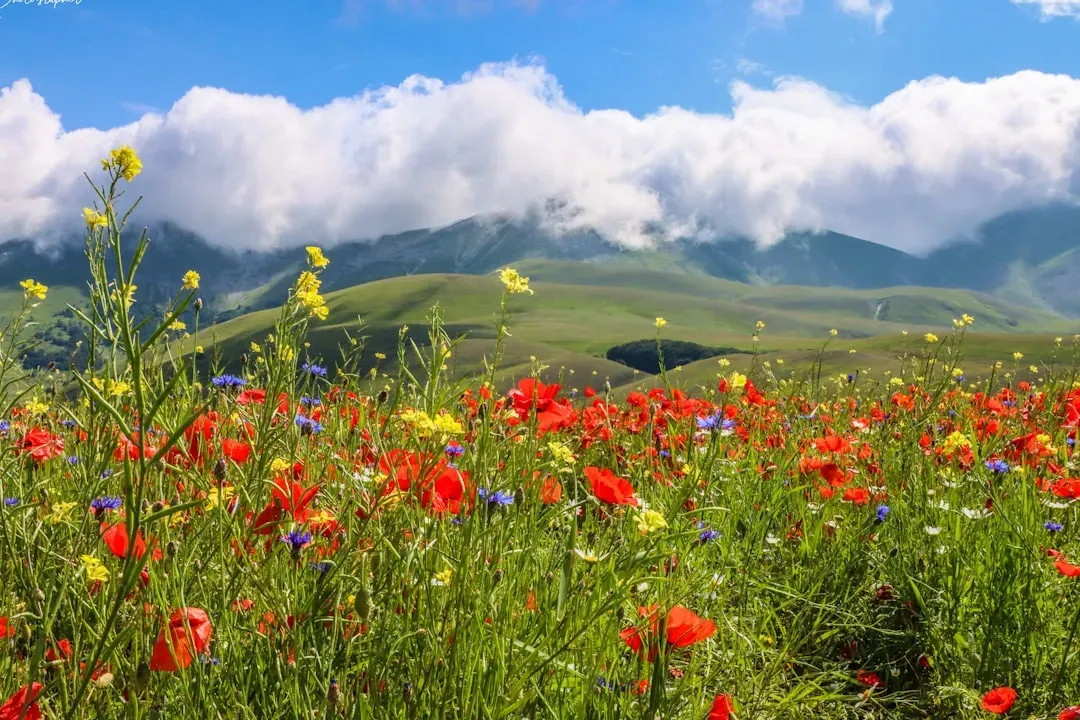 Stop Mowing Everything and Let Some Areas Go Wild (Image Credits: Unsplash)