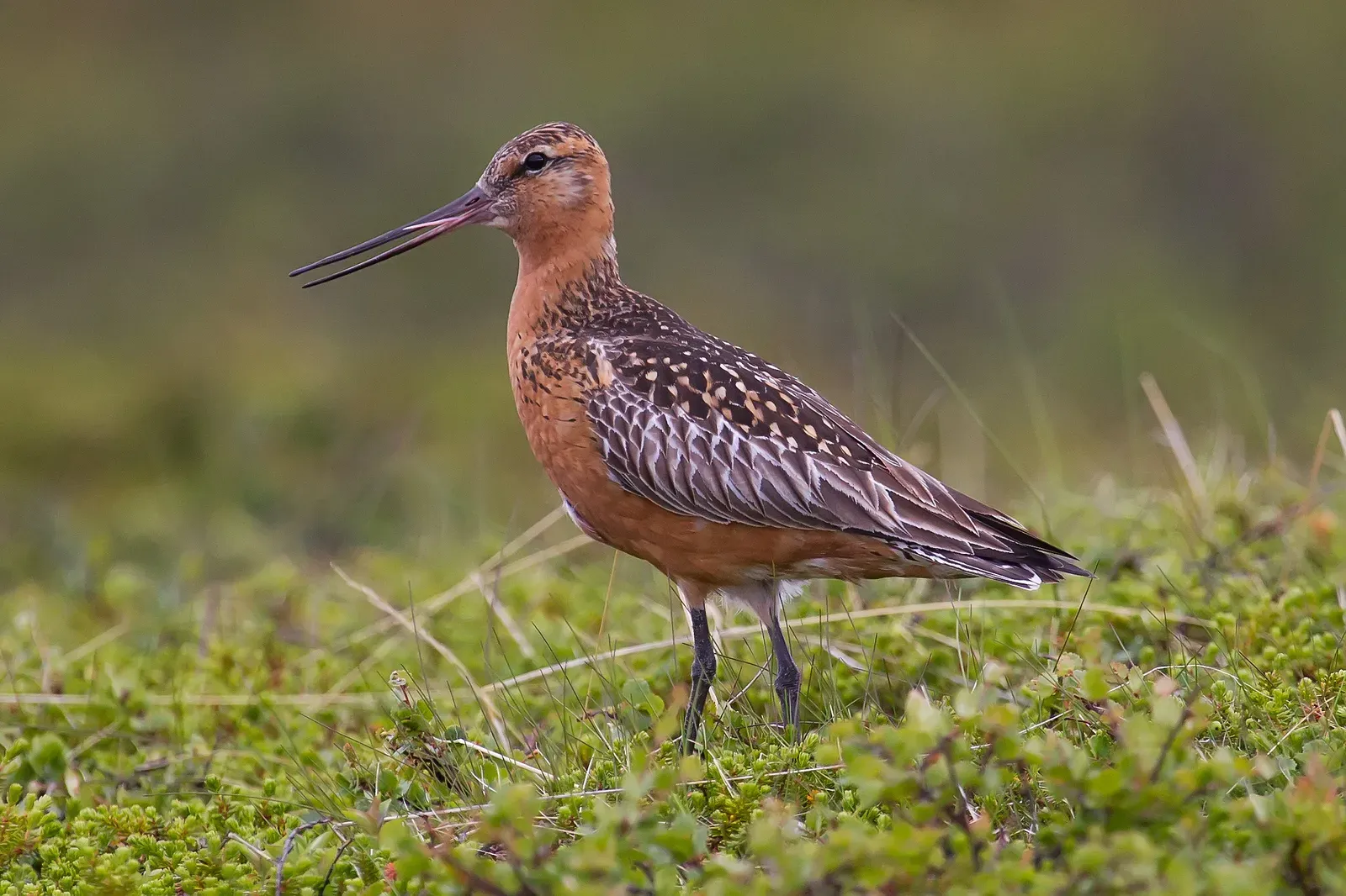 The Bar-Tailed Godwit: A Four-Month-Old Bird That Defied Physics (Image Credits: Wikimedia)
