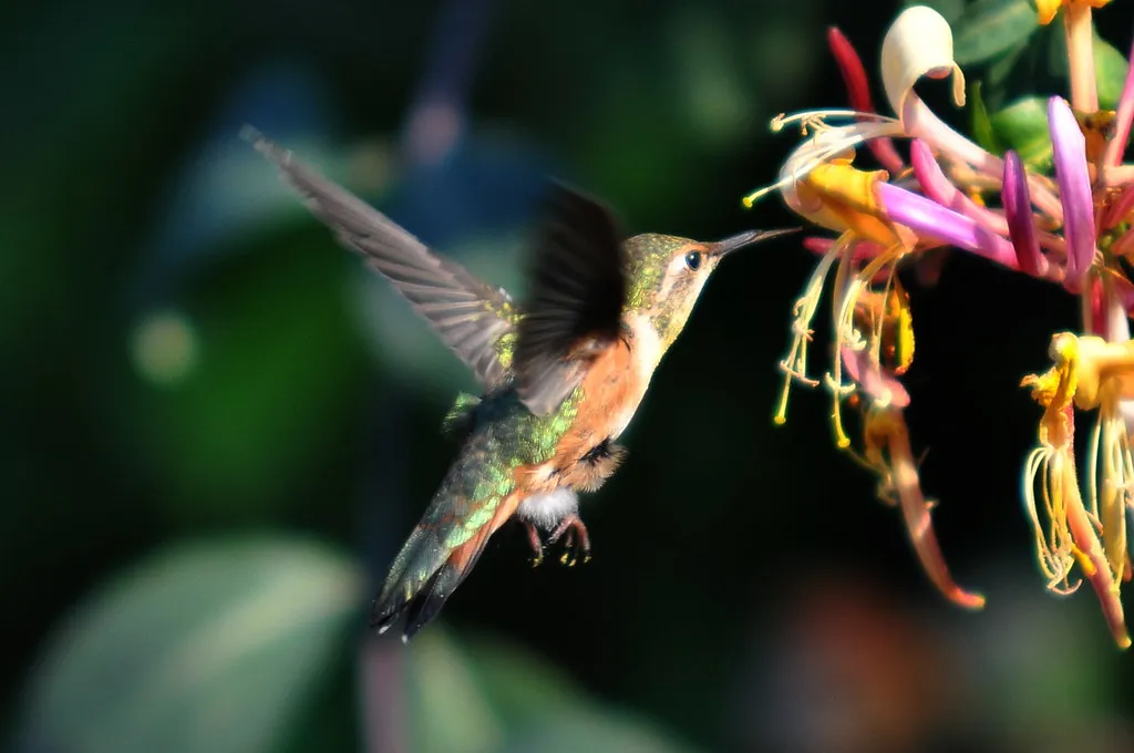 #12 - Soundscape: Calm Refuge or Human Chaos? (brendan.lally....away, Flickr, CC BY 2.0)