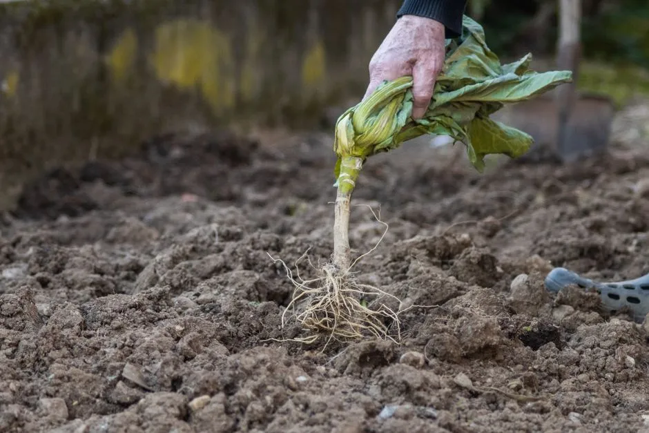 #6 - Horseradish (Image Credits: Pexels)