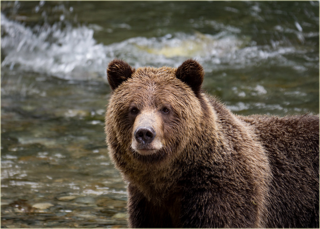 Why Bears Can't Just Go Back to Sleep (Image Credits: Flickr)