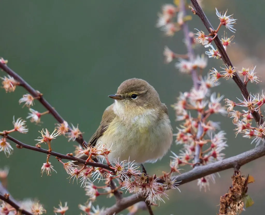 Colima Warbler in Big Bend National Park (Image Credits: Flickr)