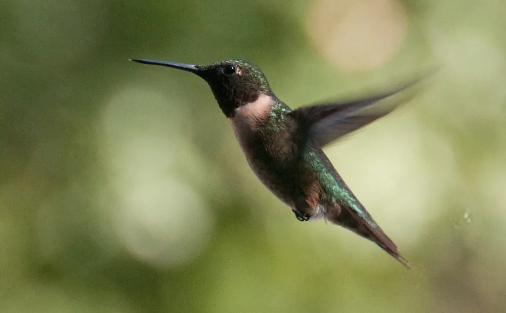 #16 - Dozens of Migrating Hummingbirds Pass Over Your House Unseen (Eric Kilby, Flickr, CC BY-SA 2.0)