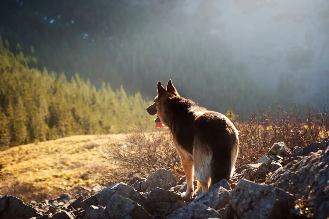 #5 Sagittarius: The Outdoorsy Free Spirit With a Big-Dog Heart (Image Credits: Unsplash)