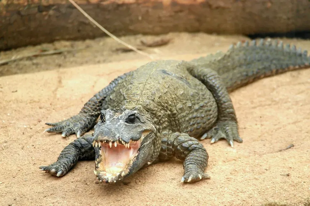 Cold-Blooded Efficiency: The Secret Energy Hack (Image Credits: Flickr)