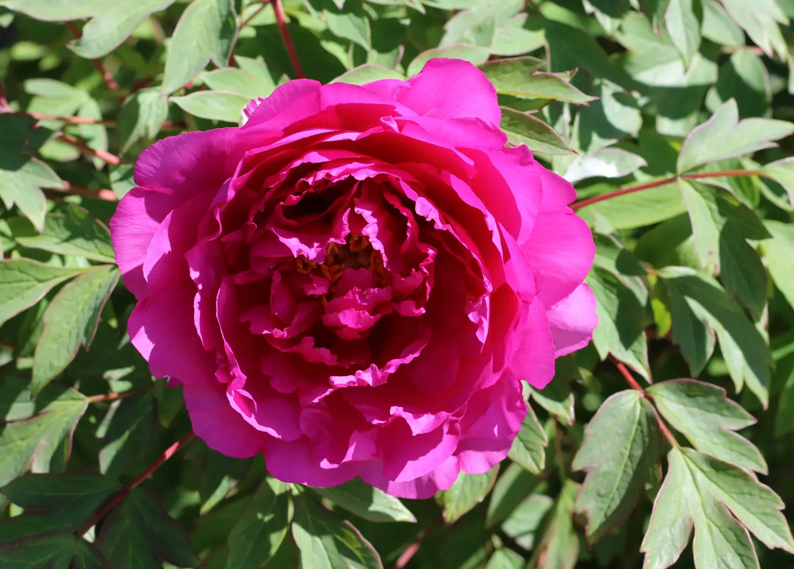 Indiana Peony: Joyful Marriage and Settled Hearts (Image Credits: Wikimedia)