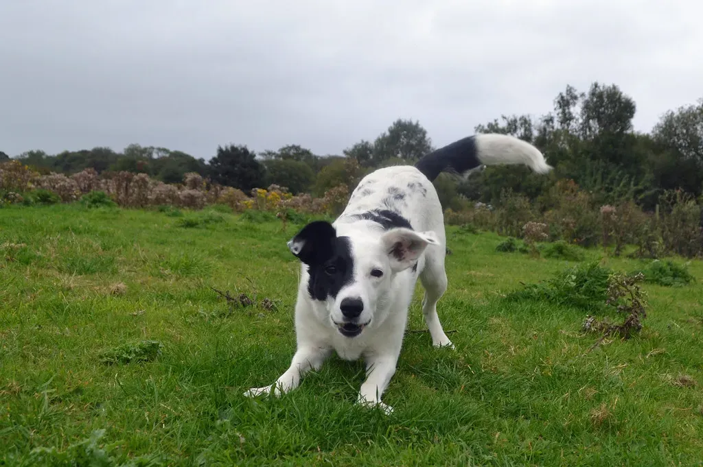 4. The Play Bow Is One of the Most Joyful Signals in the Canine World (conall.., Flickr, CC BY 2.0)