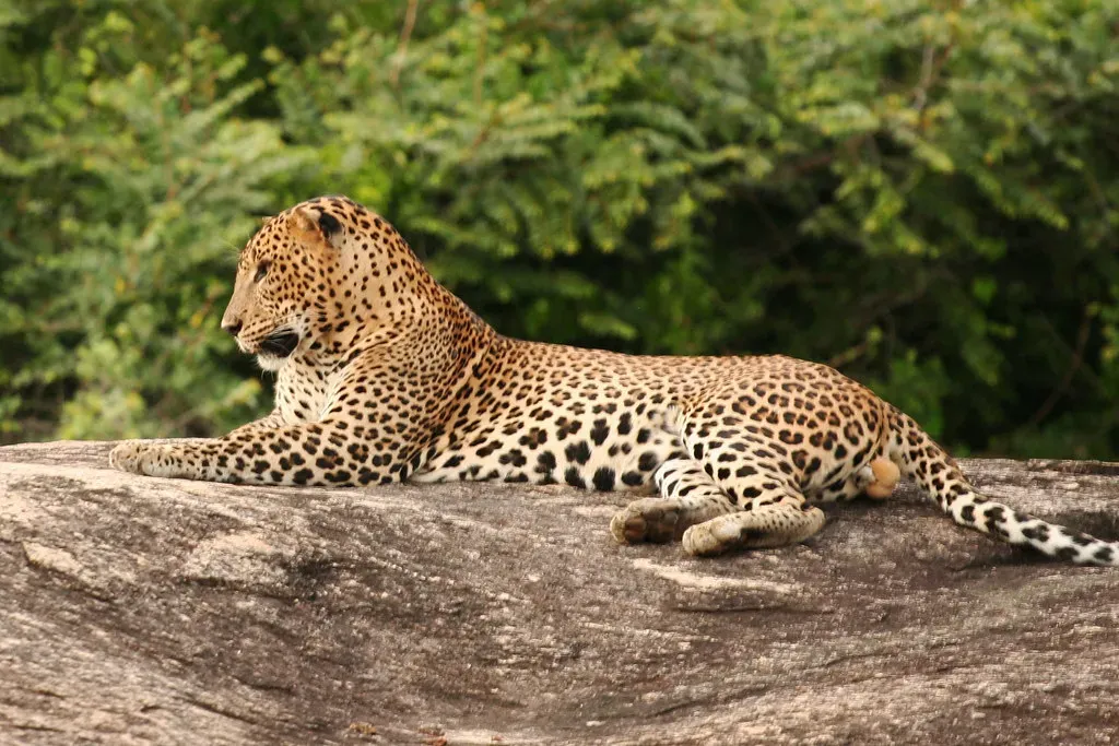 Yala National Park, Sri Lanka - The Leopard Capital of the World (Image Credits: Flickr)