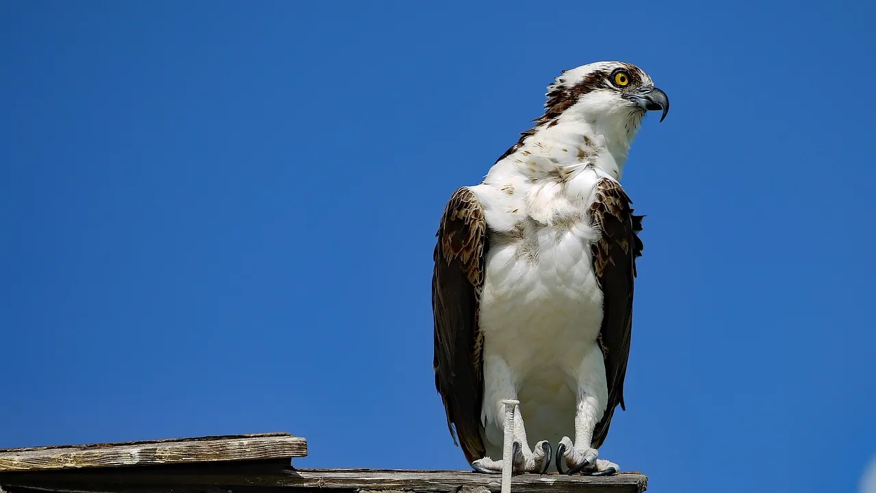#19 - Ospreys Are Setting New Early Records Almost Every Season (Image Credits: Pixabay)