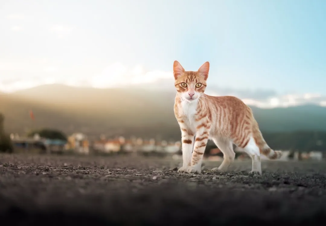 1. Restless Pacing Through The House (Image Credits: Unsplash)