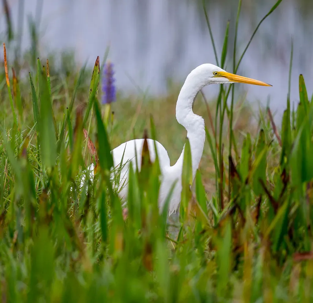 #2. The Florida Everglades: America's Slow-Moving River of Grass (Tanque Verde, Flickr, CC BY 2.0)
