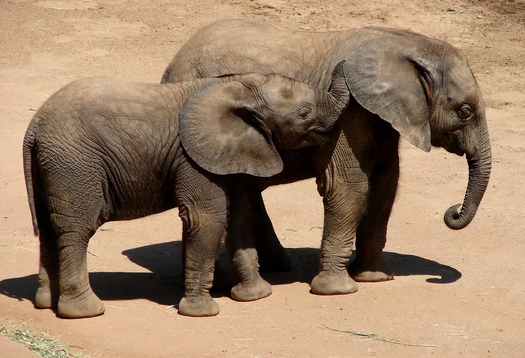 Elephants