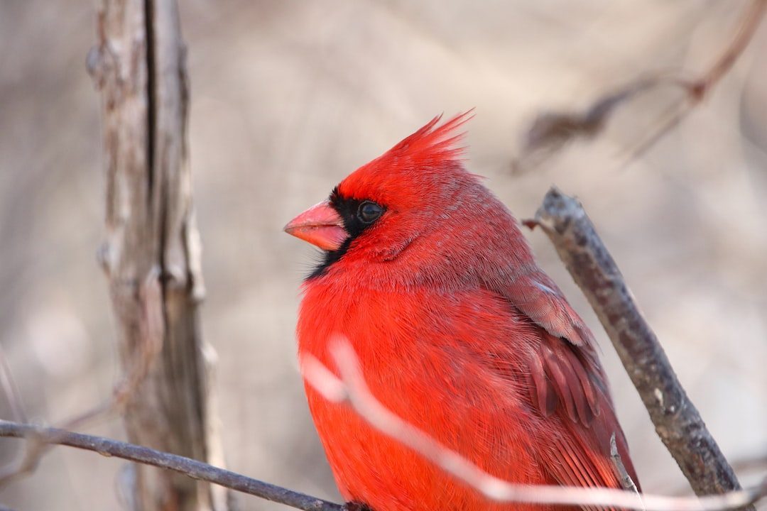 Provide Natural Nesting Materials (Image Credits: Unsplash)