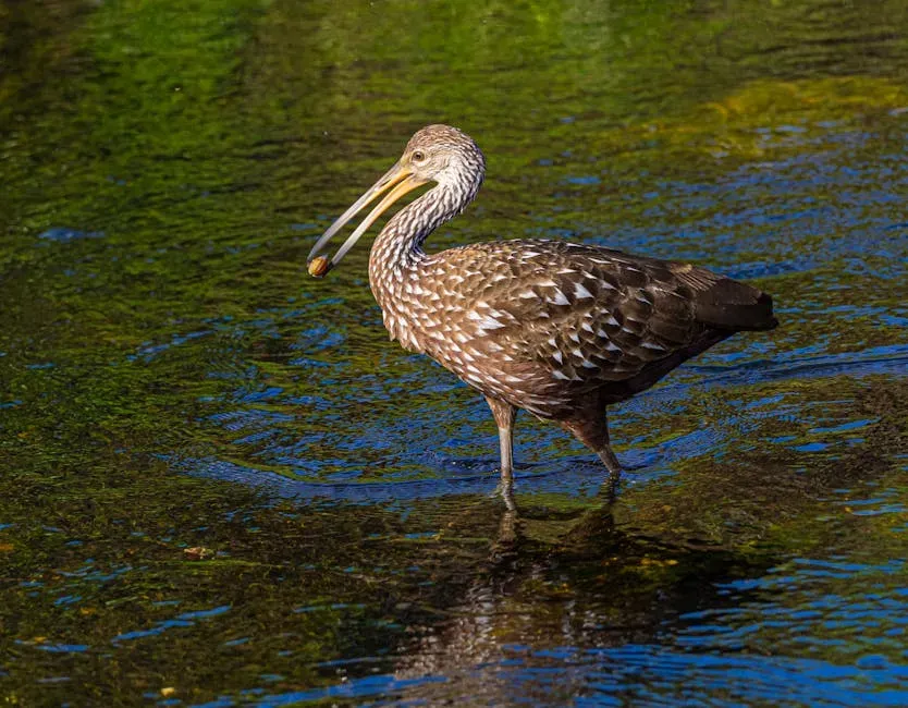 5. Florida Grasshopper Sparrow's Neighbor: The Limpkin and Its Haunting Call (Image Credits: Pexels)