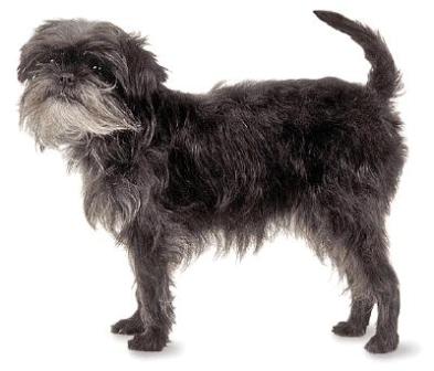 Affenpinscher - The Monkey Terrier (Image Credits: Wikimedia)