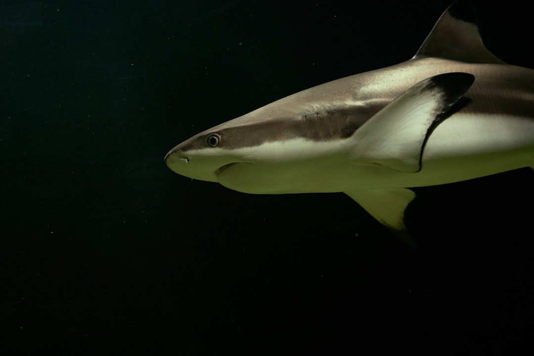 The Lemon Sharks' Social Learning Network (Image Credits: Unsplash)