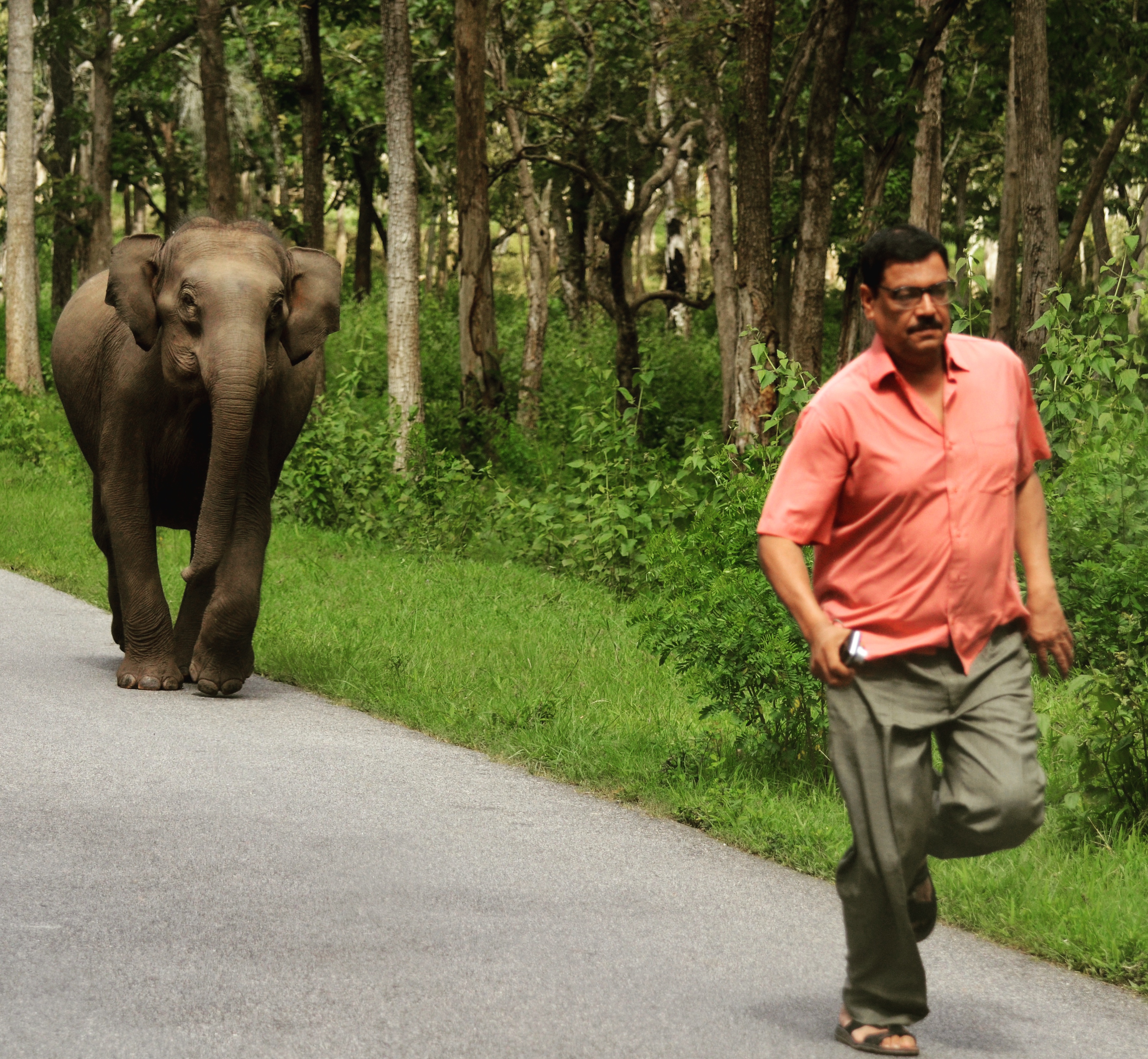 The Psychology of Being Recognized: What It Means for Both Species (Image Credits: Wikimedia)