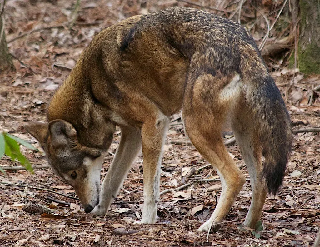 What Wolves Actually Do to a Landscape (Red Wolf Recovery Program, Flickr, CC BY 2.0)