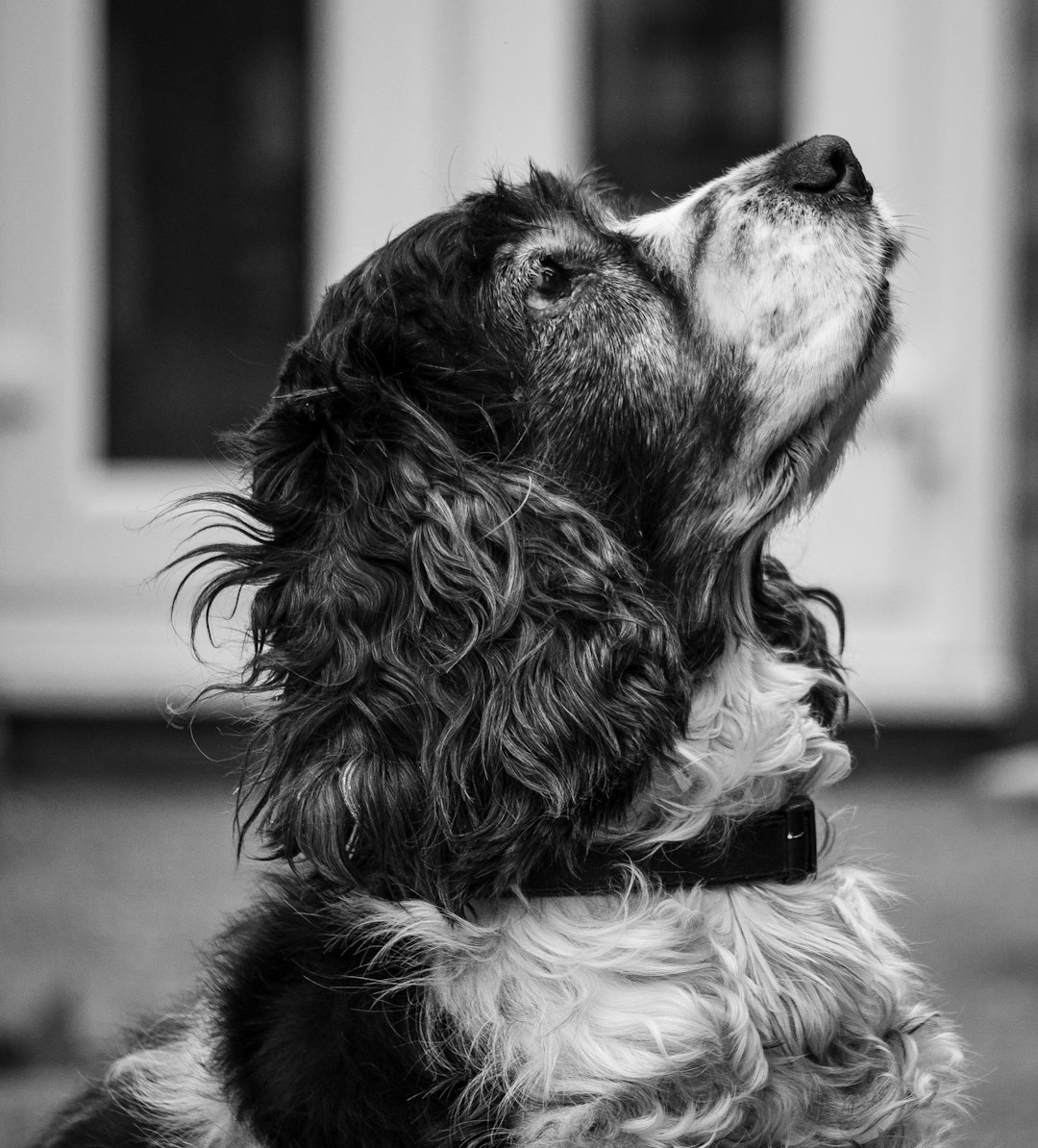 Cocker Spaniel (Image Credits: Unsplash)