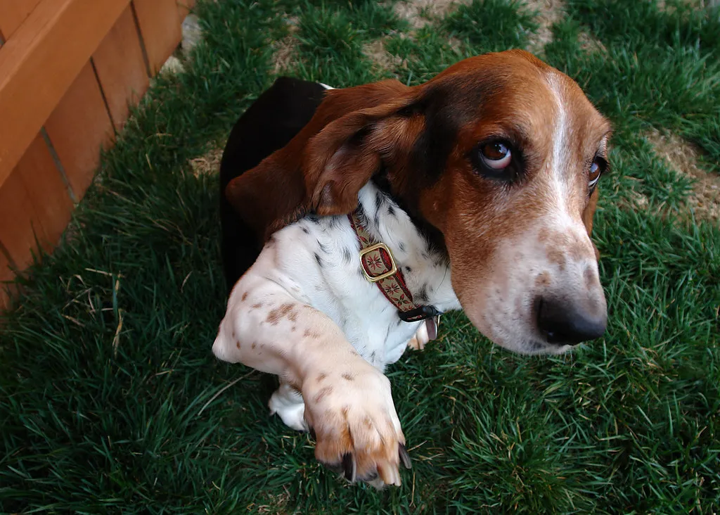 #19 - Your Dog Brings You Its "Problems" to Solve (patchattack, Flickr, CC BY-SA 2.0)