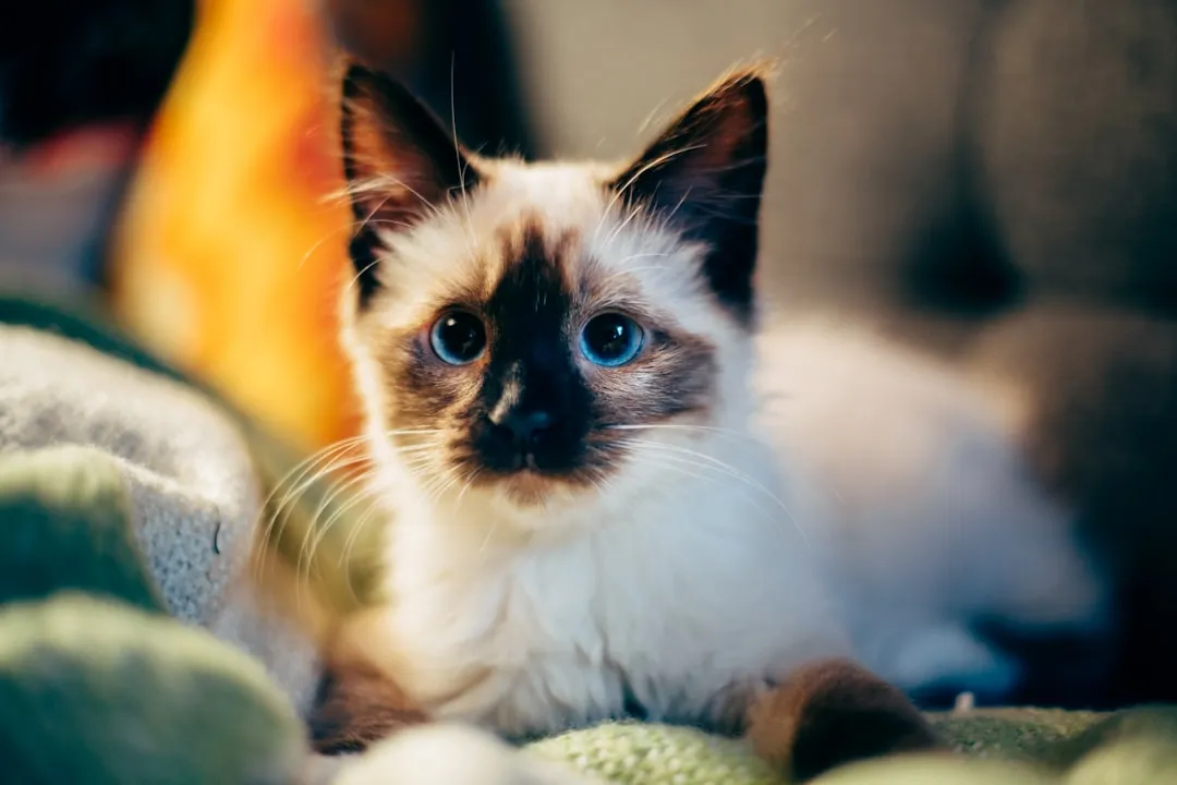#4 - Birman: The "Balanced Sweetheart" That Softens With Time (Softer With Age) (Image Credits: Unsplash)