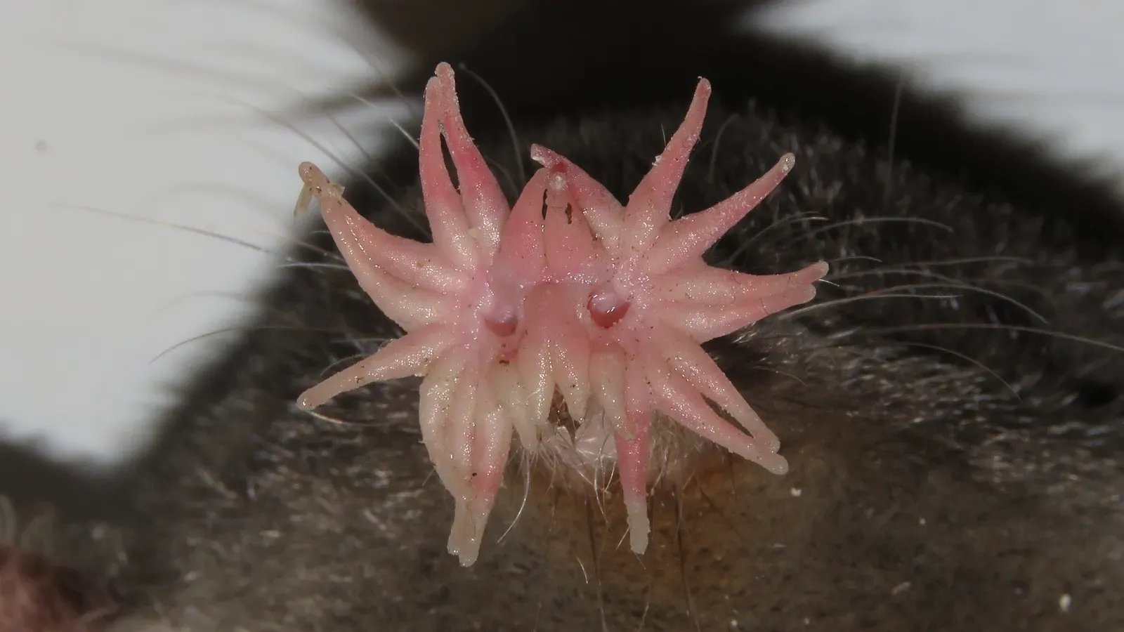 3. The Star-Nosed Mole: The Fastest Eater on Earth (Image Credits: Wikimedia)