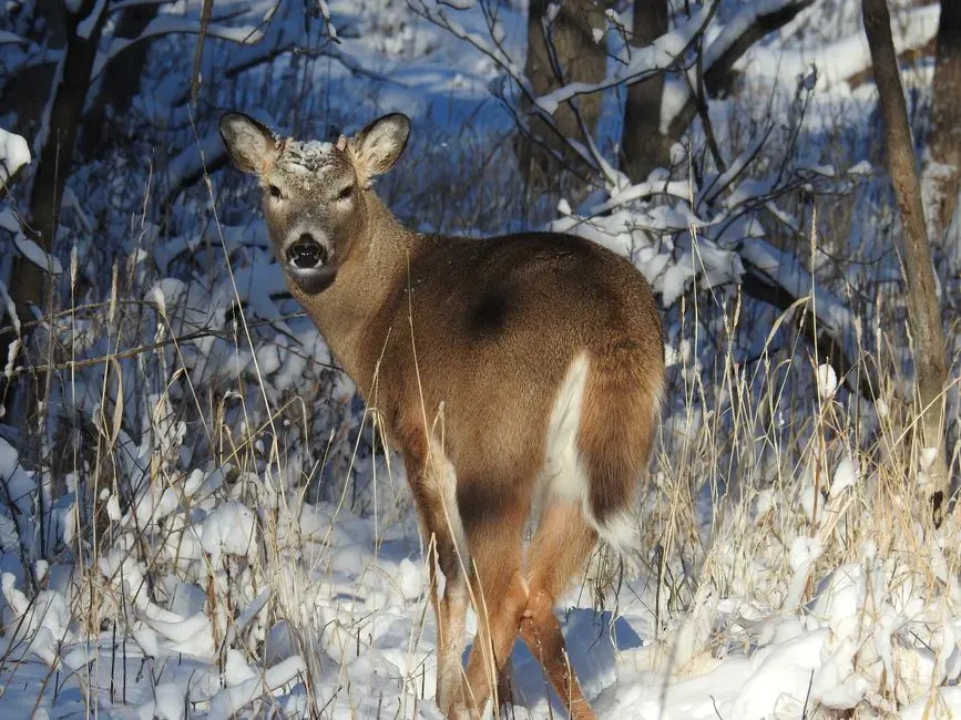 White-tailed Deer (Image Credits: Pexels)