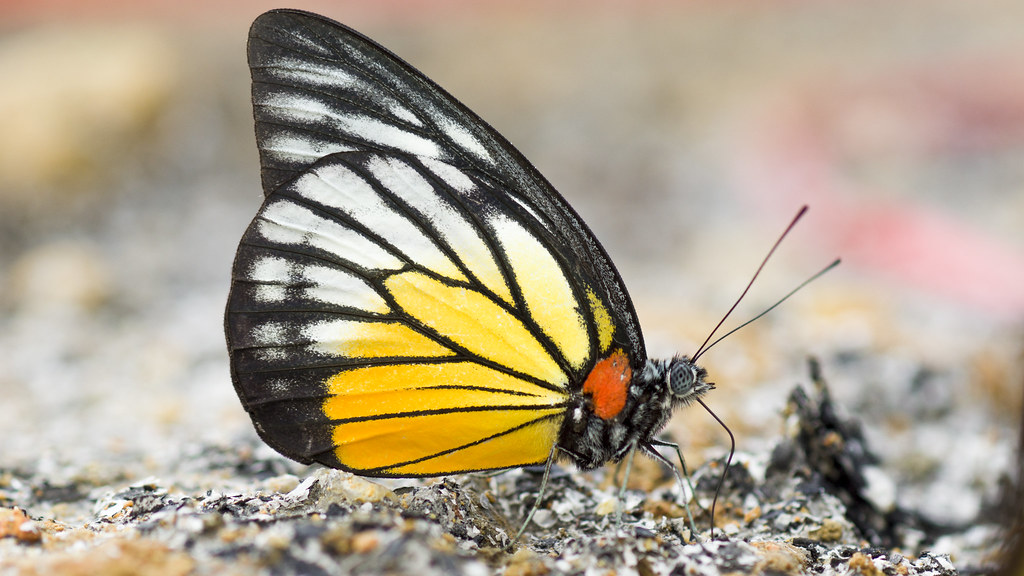 Different Animals, Different Aspects of Self (Image Credits: Flickr)