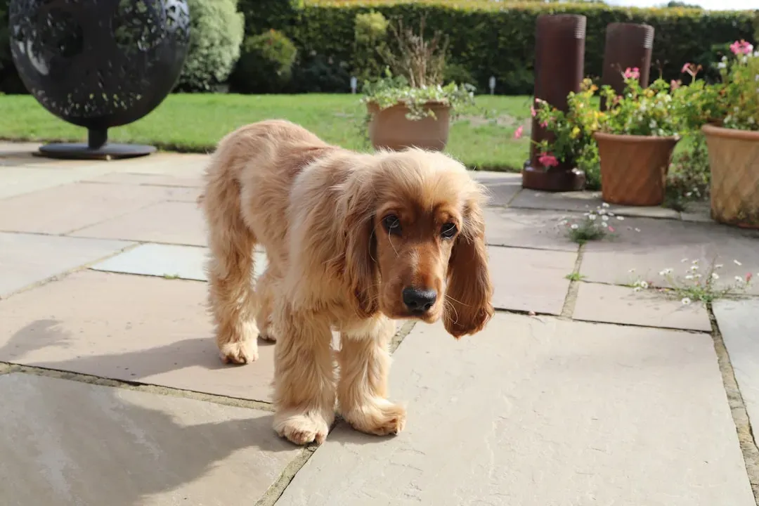 12. Cocker Spaniel (Image Credits: Unsplash)