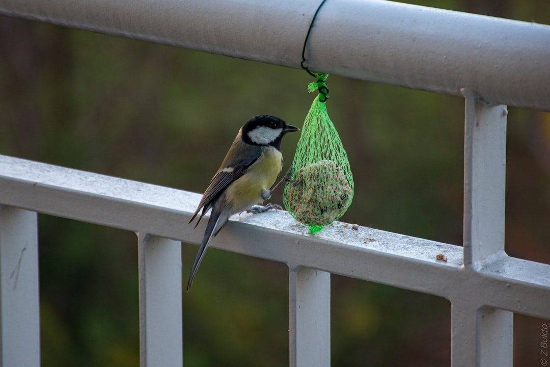 Build Custom Feeding Stations with Repurposed Materials (Image Credits: Unsplash)